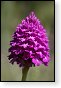 bloemen bloem hdr natuur flora roos rozen tulp tulpen orchidee orchideeen zonnebloem geranium cannabis marihuana wiet hennep sativa indica